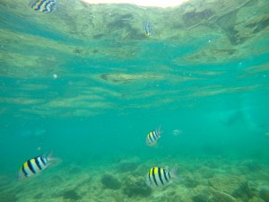 fish seen while snorkeling   